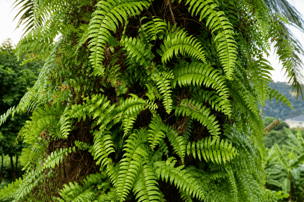 Aya leaves growing on a palm tree trunk in a natural African environment, showing traditional herbal and cultural significance.