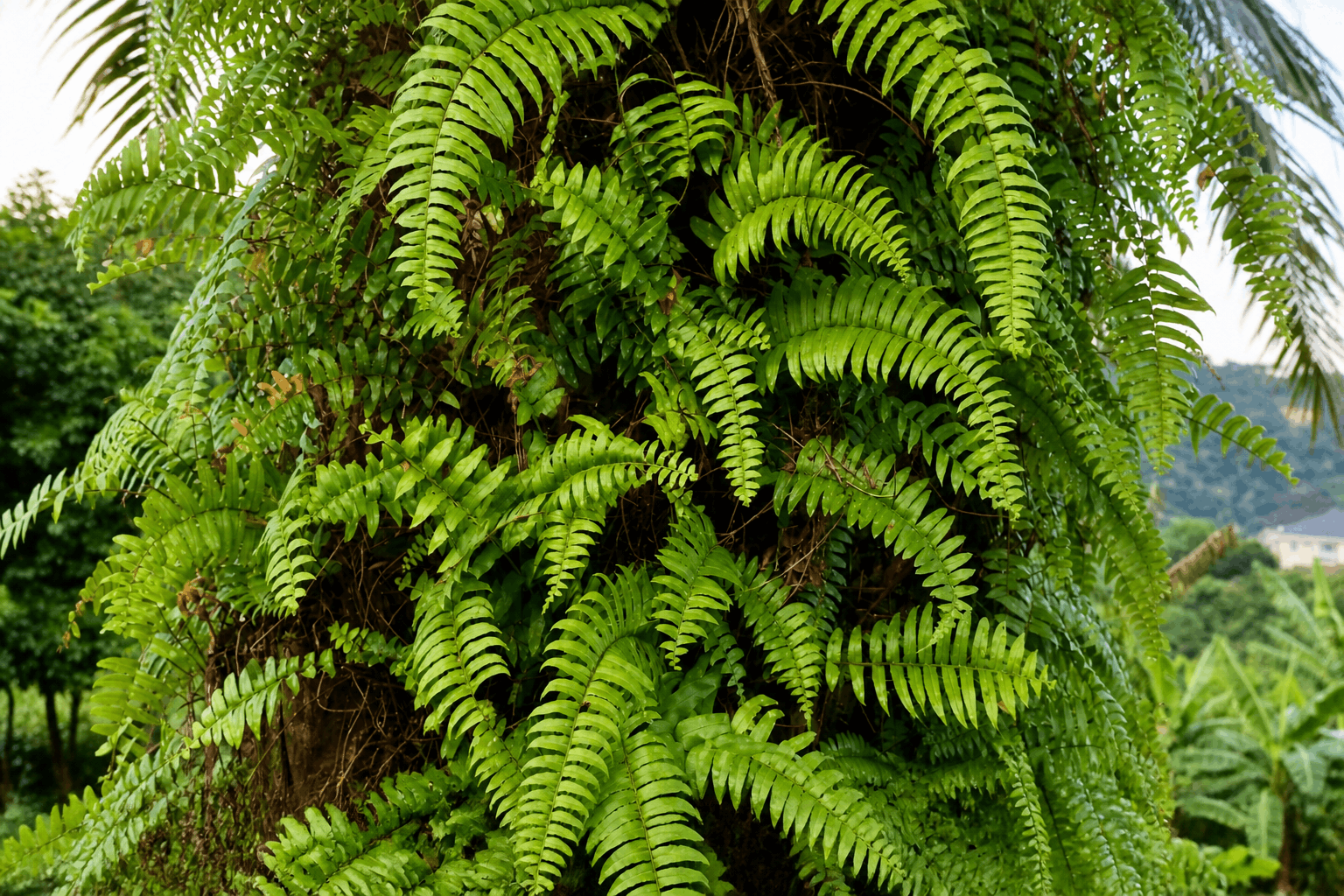 Aya leaves growing on a palm tree trunk in a natural African environment, showing traditional herbal and cultural significance.