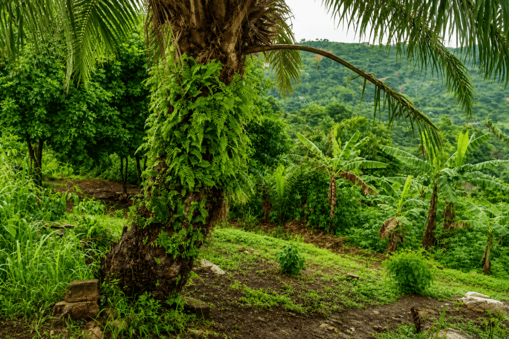 Aya leaves surrounding a palm tree in a lush environment, used for protection in African traditional practices.
