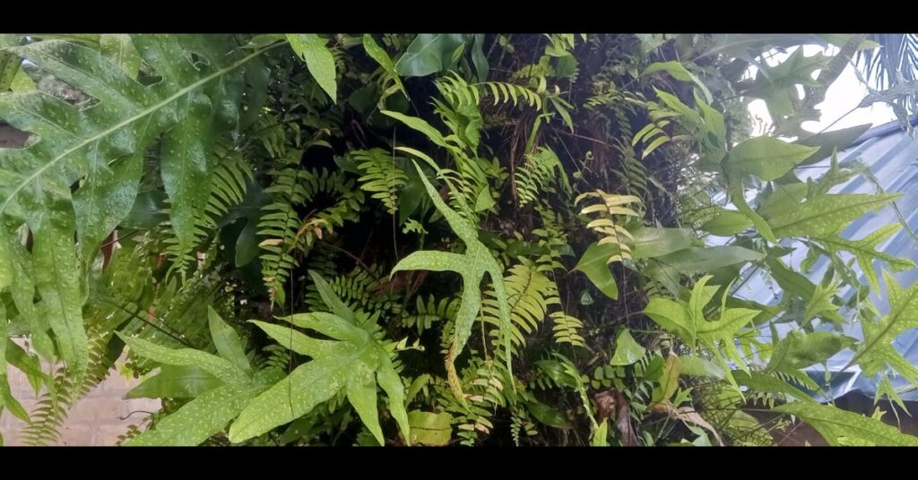 Aya leaves growing on a palm tree trunk in a natural African setting, representing traditional spiritual and cultural wisdom.